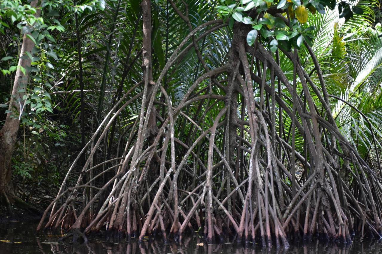 Kasijala Kampoeng Karst Rammang Rammang旅馆 外观 照片
